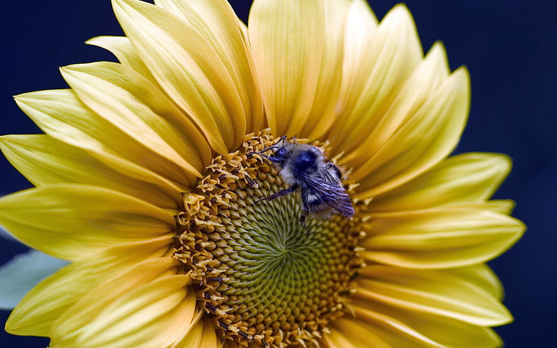 Sunflower-Life because of you beautiful, HD wallpaper