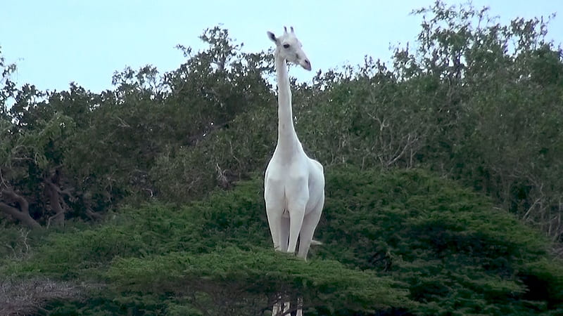 Extremely rare white giraffe, White, Leucism, Rare, Giraffe, HD wallpaper