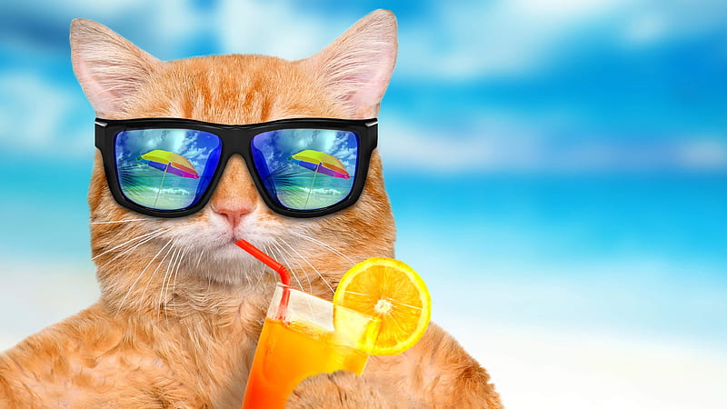 Have a relaxing Weekend!, sunglasses, orange, summer, drink, funny, cat, blue, pisica, HD wallpaper