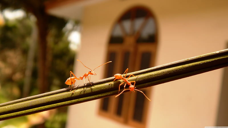 termites, insect, rod, termite, house, HD wallpaper