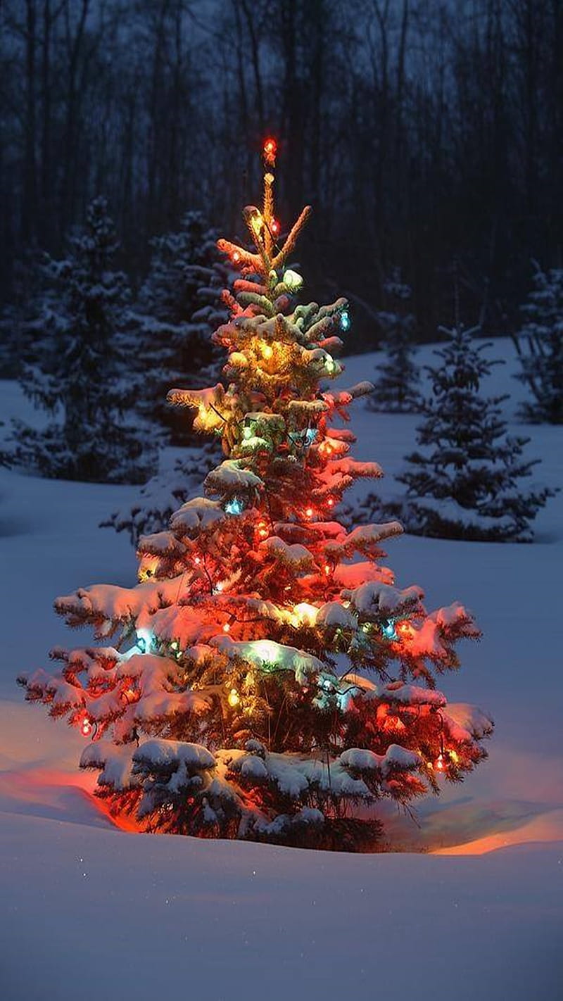 Christmas Tree, HD phone wallpaper