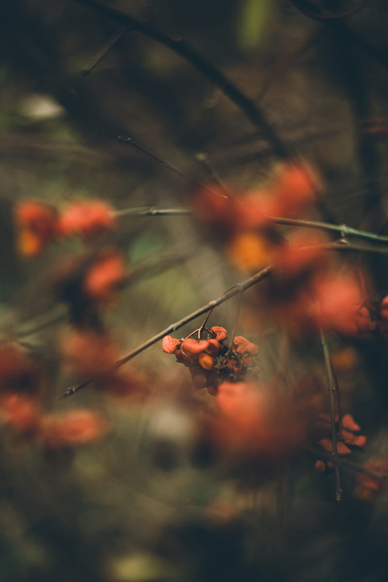 orange flower buds in tilt shift lens, HD phone wallpaper