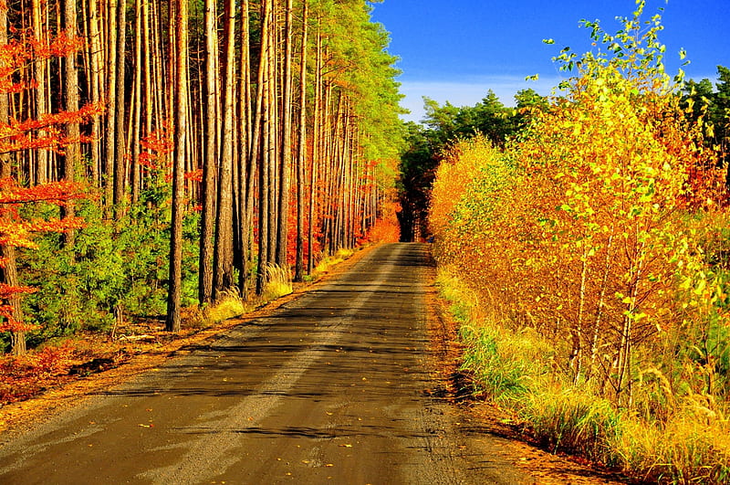 Roadside Autumn Trees and Foliage, Fall, Trees, Leaves, Autumn, Roads, Foliage, Nature, HD wallpaper
