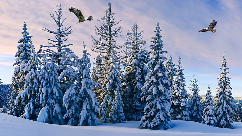 dom Flying, forest, eagles, snow, birds, dom, trees, winter, HD wallpaper
