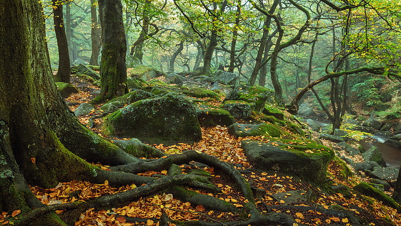 England Forest National Park Trees With Roots Stone And Moss During Fall Nature, HD wallpaper