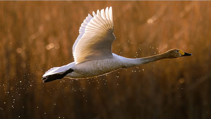 Swan Takeoff Flying, HD wallpaper