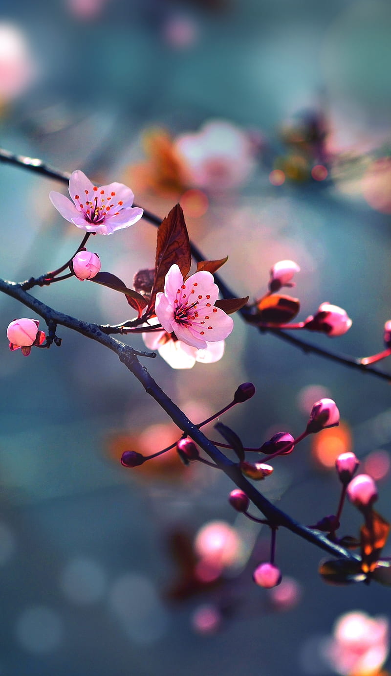 Cereza, flor de cerezo, flor, naturaleza, rosa, ramita, Fondo de pantalla  de teléfono HD | Peakpx