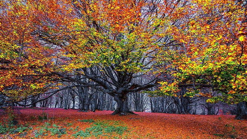 Green Red Yellow Autumn Leaves Tree Branches Forest Background Autumn ...