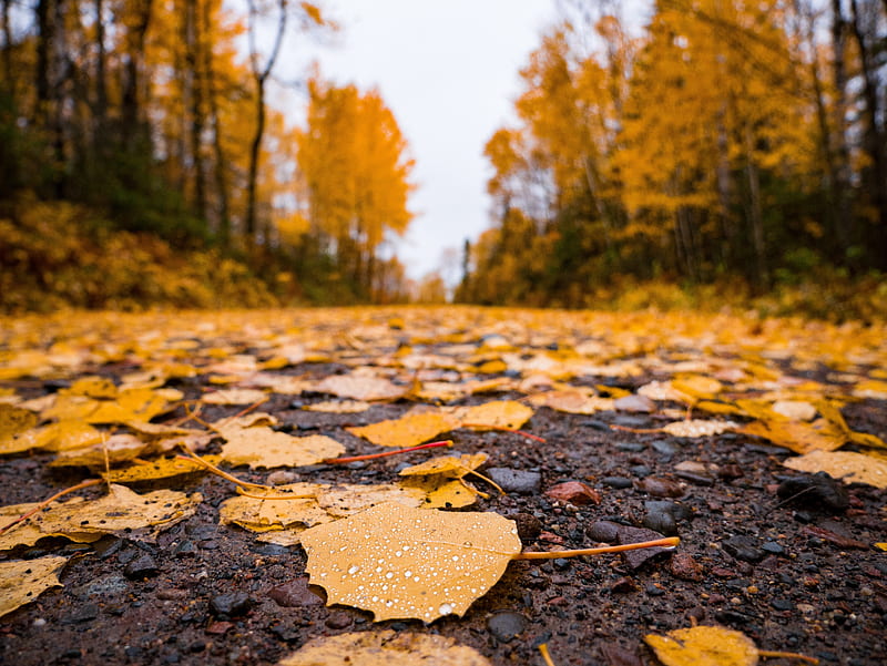 Earth, Fall, Leaf, Nature, HD wallpaper