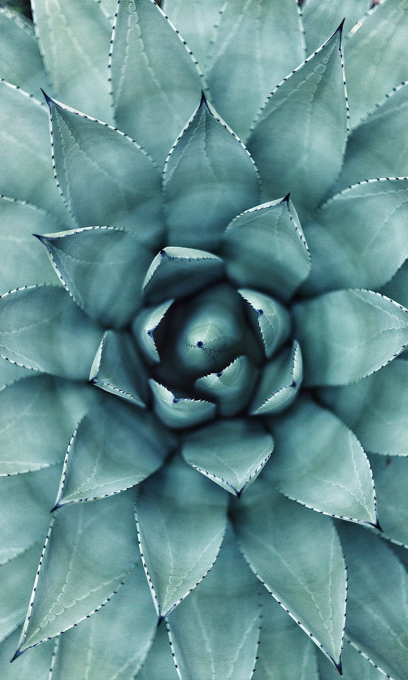 Flower, cactus, green, pattern, HD phone wallpaper