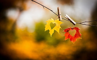 autumn leaves, corazones, love, fall, two hearts, HD wallpaper