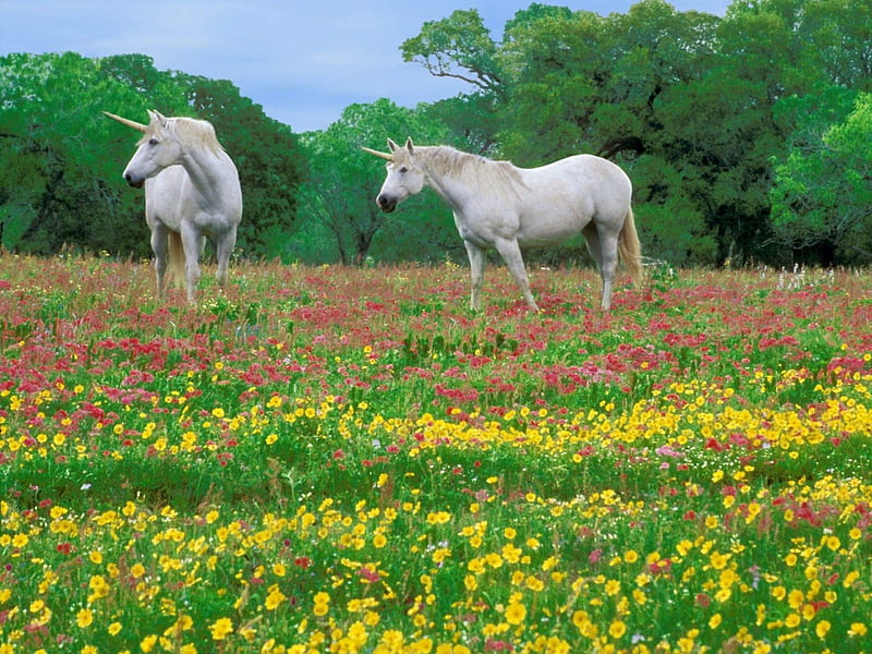 In the Field, horn, flowers, trees, unicorns, horse, HD wallpaper