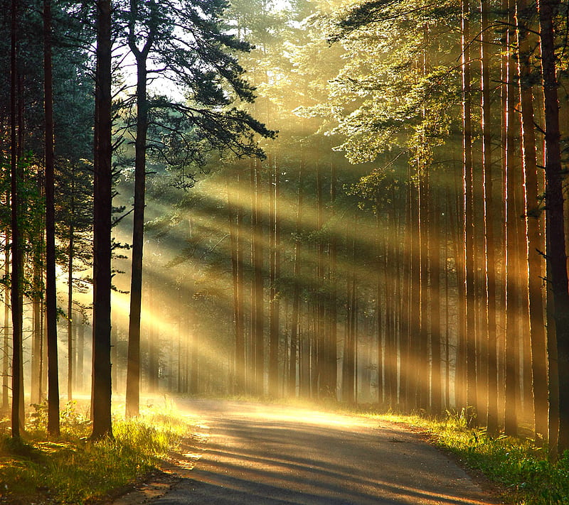 Sun Light, forest, path, road, tree, HD wallpaper