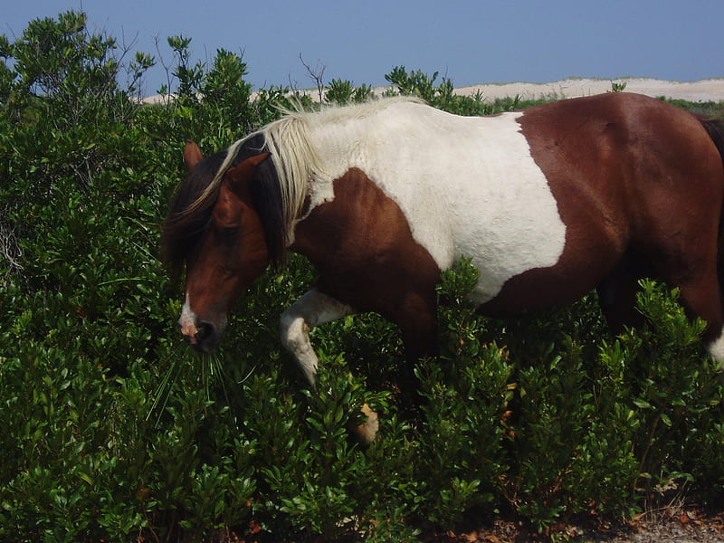 Paint Pony, shetland pony, grass, ponies, baby horses, wild horses, beach, brown horses, whiote horses, paint horses, wildlife, nature, little horses, HD wallpaper
