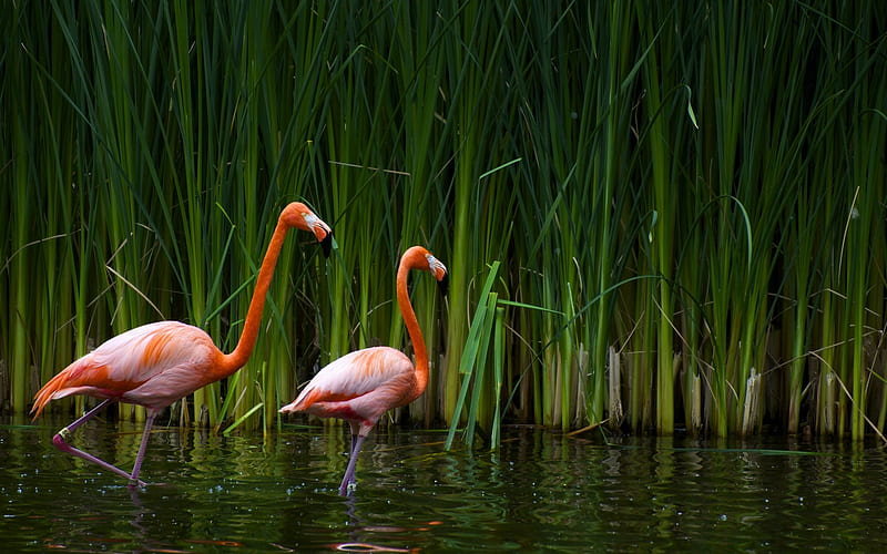 two flamingos-Animal, HD wallpaper