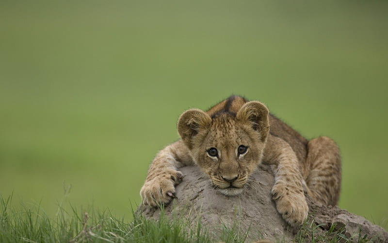 Lion Cub, fauna, african, cub, baby, lion, animal, HD wallpaper