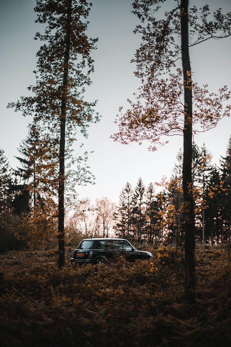 mini cooper, mini, car, black, trees, HD phone wallpaper