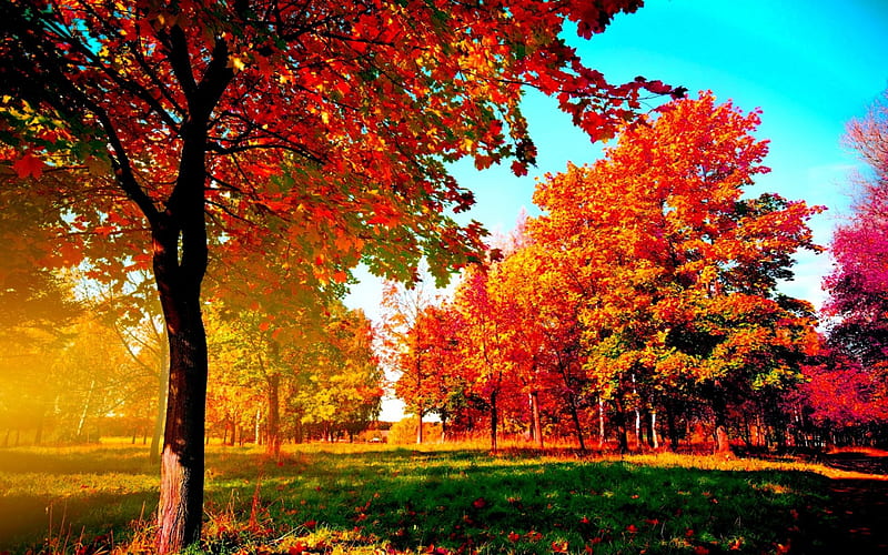 autumn-trees, red, blu sky, yellow, green grass, trees, HD wallpaper