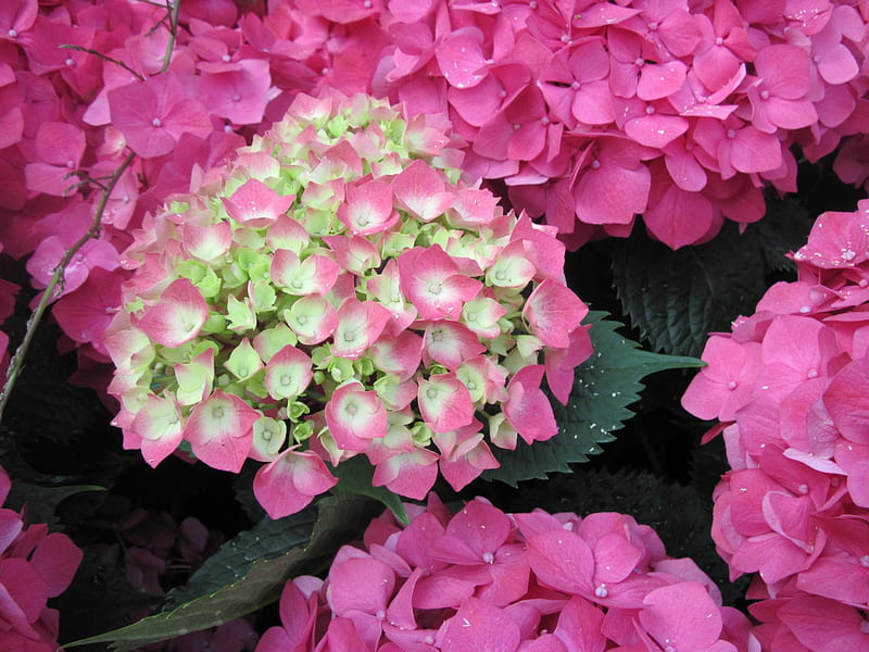 Las plantas con flores cambiaron el mundo 33, rojo, hortensia, grafía, verde,  Fondo de pantalla HD | Peakpx