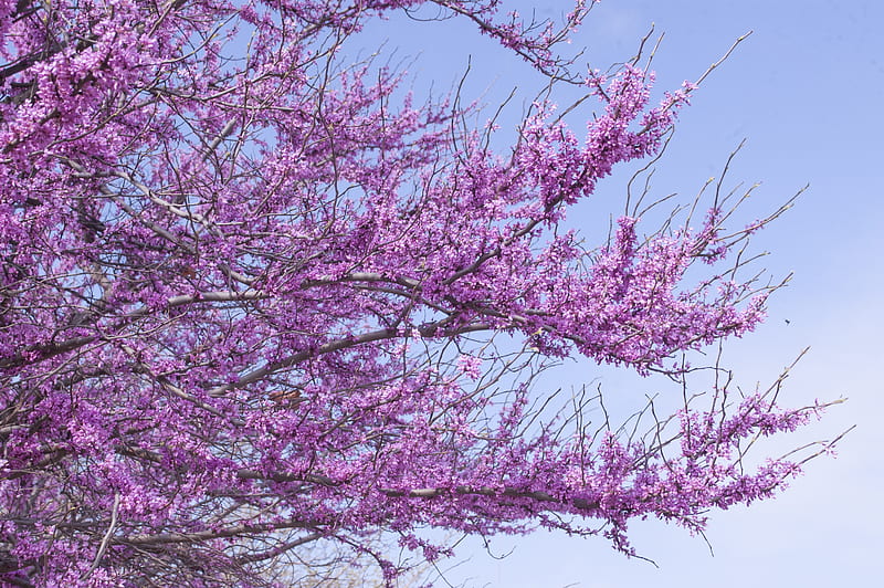 lavender tree at bloom, HD wallpaper