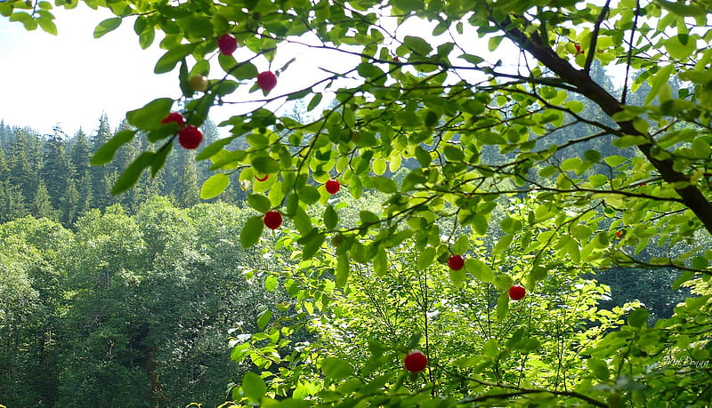 Huckleberries, fruit, forest, , green, berries, washington, HD wallpaper