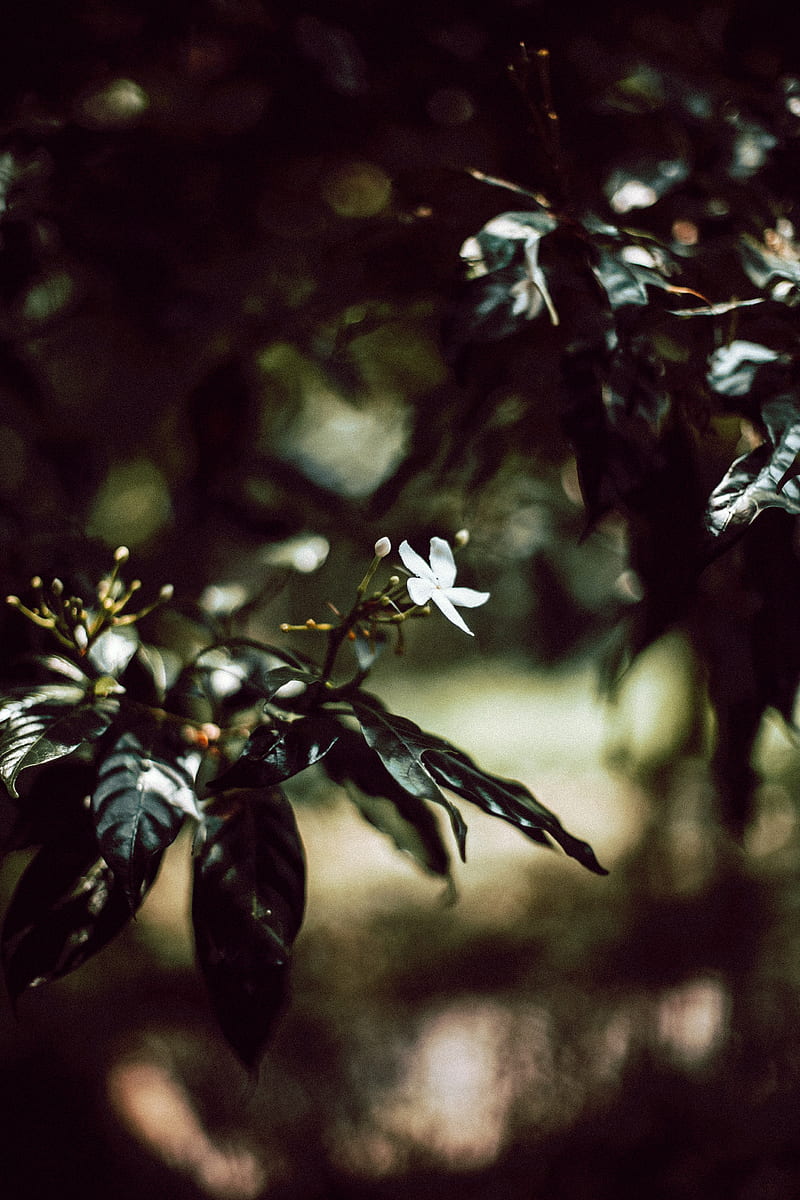 Branch, flower, white, bloom, plant, HD phone wallpaper | Peakpx