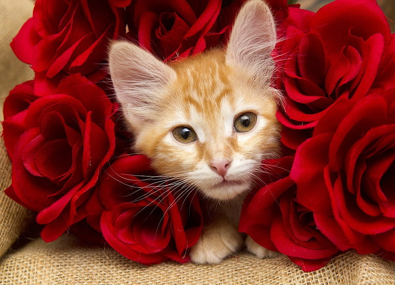 Kitten, red, orange, rose, ginger, valentine, cat, card, cute, flower, pisica, HD wallpaper