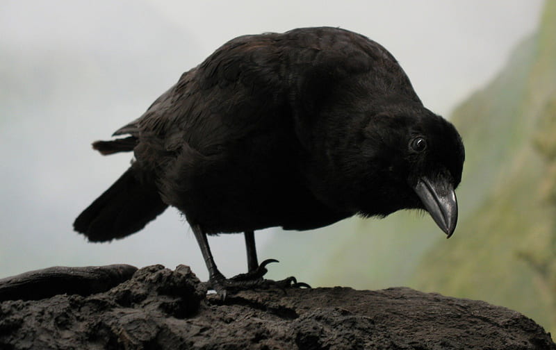 Crow, carrion crow, rock, black, fog, mist, bird, black bird, nature, landscape, HD wallpaper