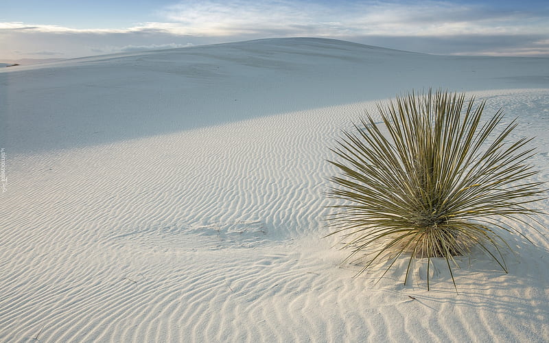 Desert in New Mexico, USA, America, desert, plant, sands, National Park, HD wallpaper