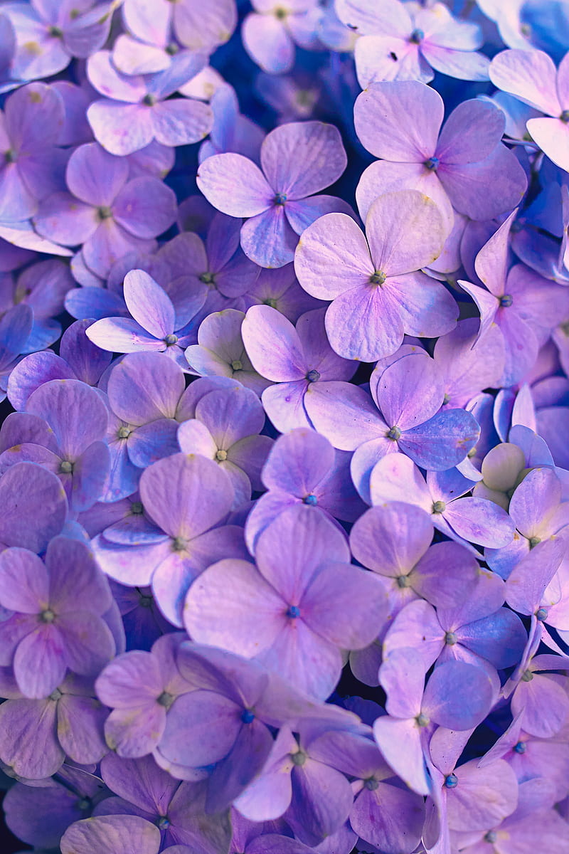hydrangea, flowers, petals, purple, HD phone wallpaper