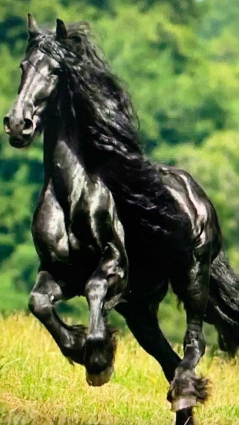 Poder, caballo, negro, Fondo de pantalla de teléfono HD | Peakpx