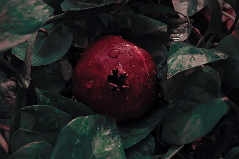 pomegranate, leaves, drops, fruit, red, HD wallpaper