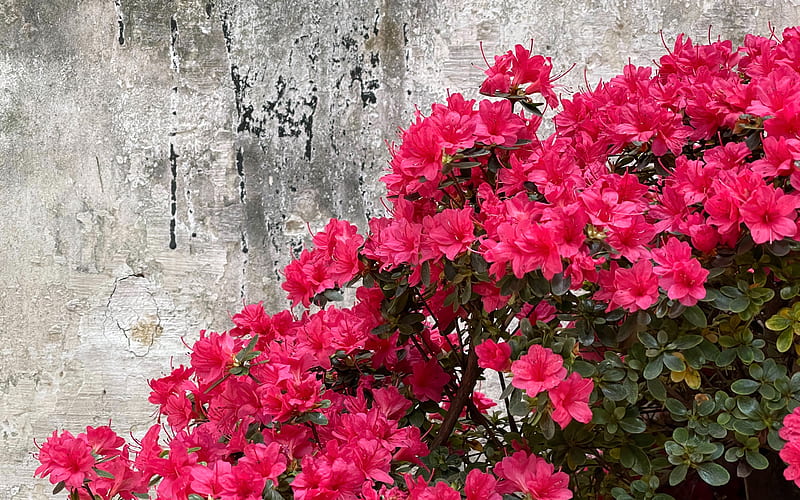 red flowers on gray concrete wall, HD wallpaper