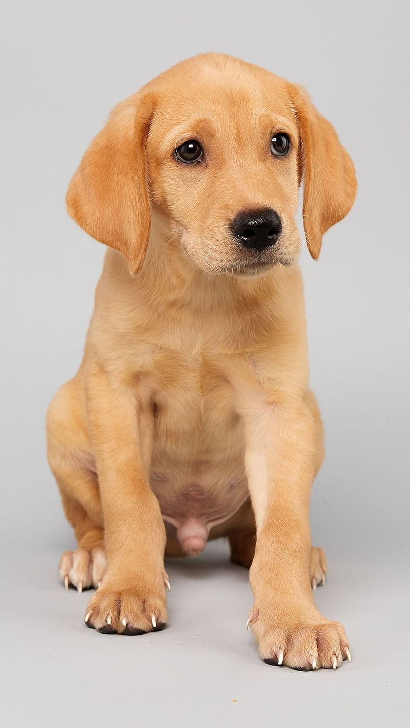 Puppy Bowl, adopt a best friend, rescue a homeless pet, HD phone wallpaper