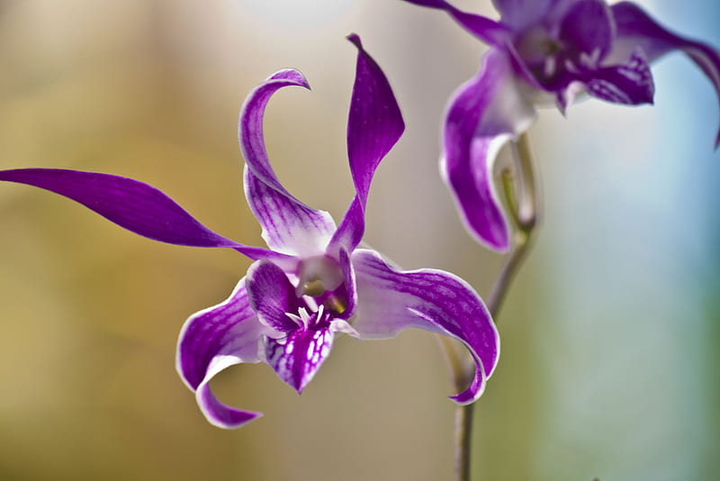 Orchids , orhidee, mov, flower, orchids, purple, flower, nature, orquidea, flori, lila, HD wallpaper