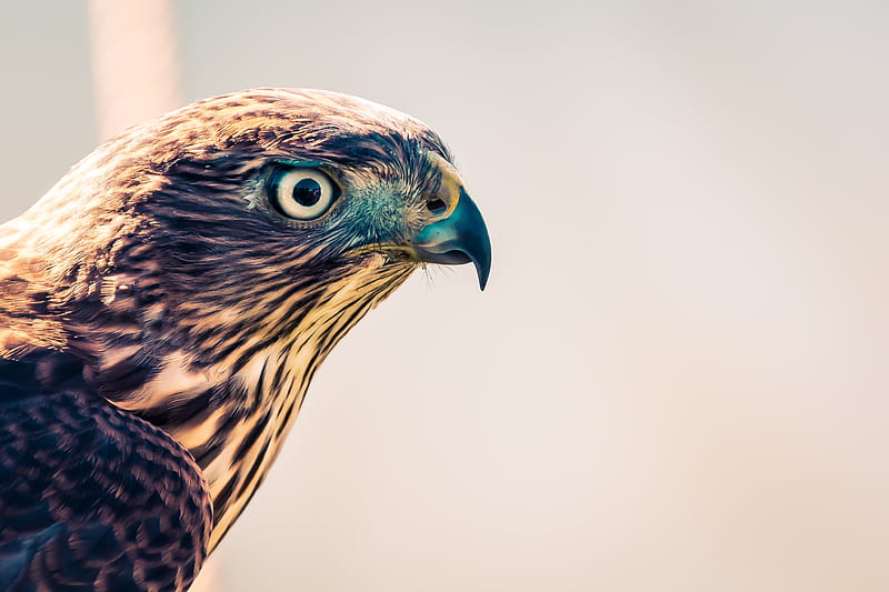 Falcon Closeup , falcon, birds, eagle, HD wallpaper