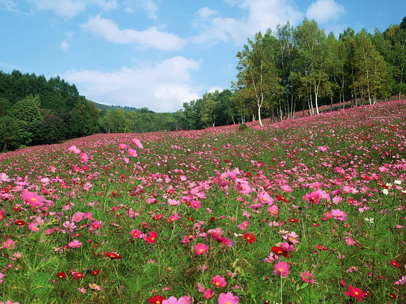 cosmos meadow, flowers, nature, meadoew, field, HD wallpaper