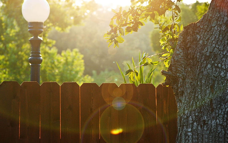 wood fence-Summer Nature, HD wallpaper