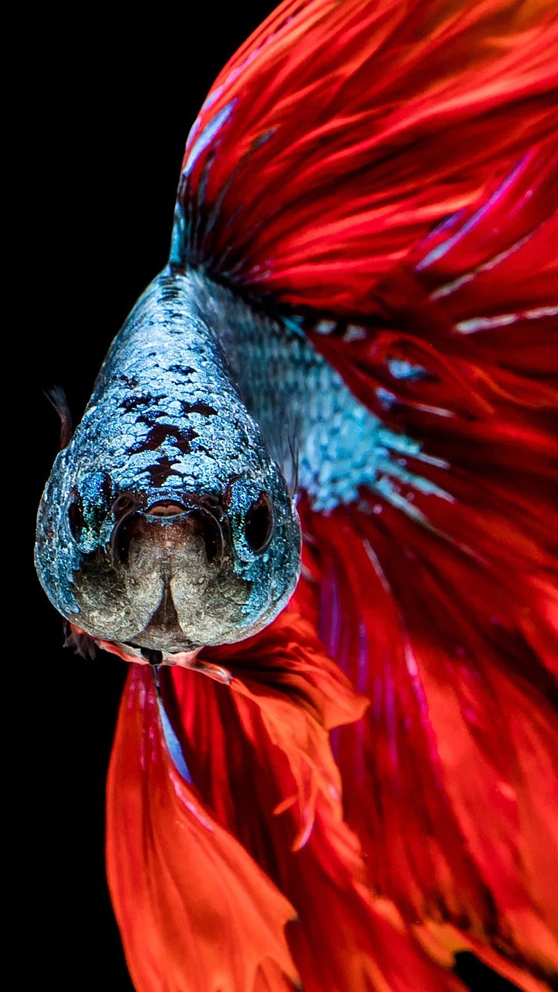 Betta test, black, blue, fighting fish, fish, red, HD phone wallpaper
