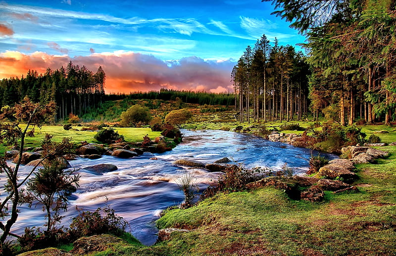 River in Devon Forest,Dartmoor, Tree, Forest, Nature, River, HD wallpaper