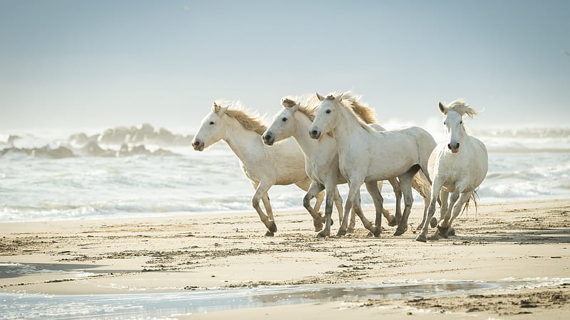Animal, Horse, beach, Sand, HD wallpaper
