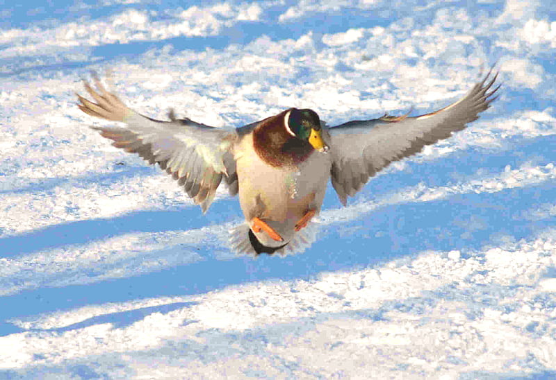 Toucown, graphy, landing, duck, bird, snow, flying, frozen, lake, HD wallpaper