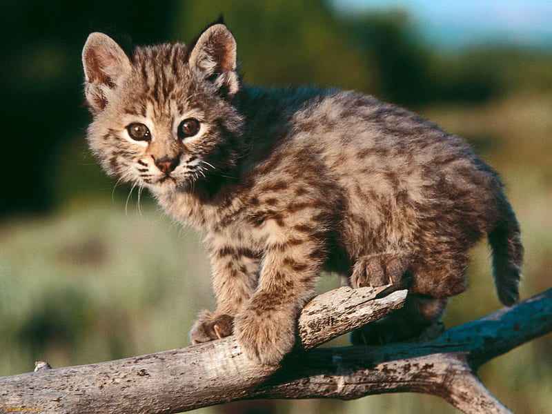 Baby Bobcat, cute, feline, wild, bobcat, cat, baby, animal, HD wallpaper