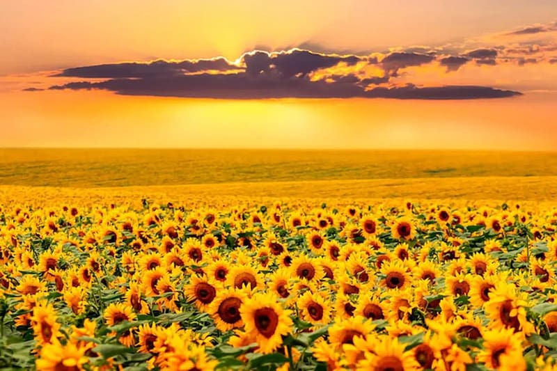 Sunflowers, Field, Yellow, Sky, HD wallpaper | Peakpx