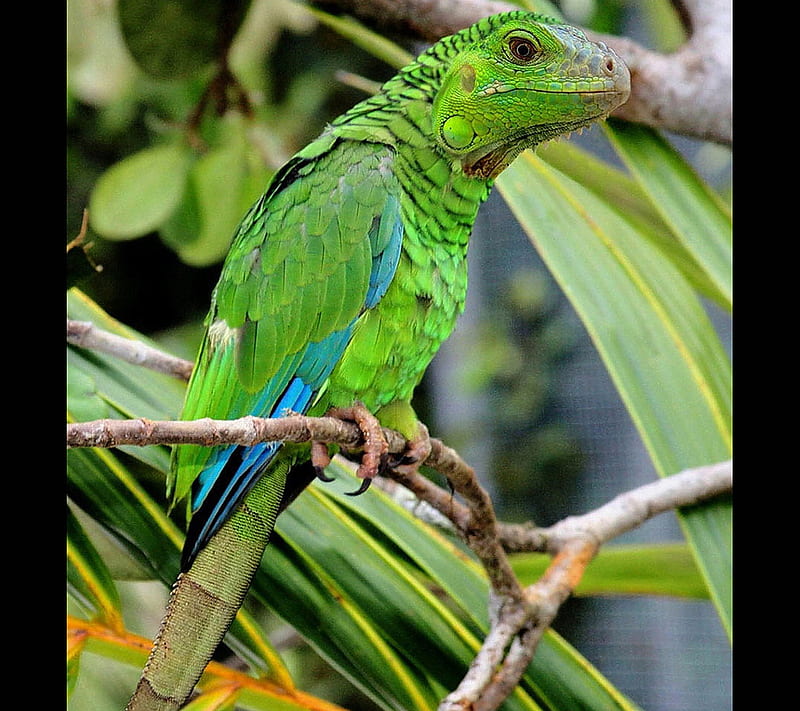 Parrot Lizard Funny, HD wallpaper | Peakpx