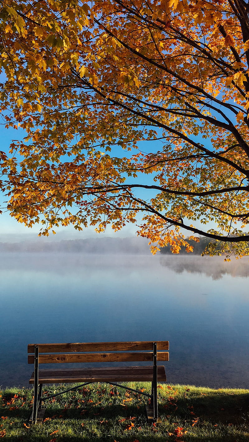 natural beauty , nature, romantic, tree, autumn, lake, HD phone wallpaper