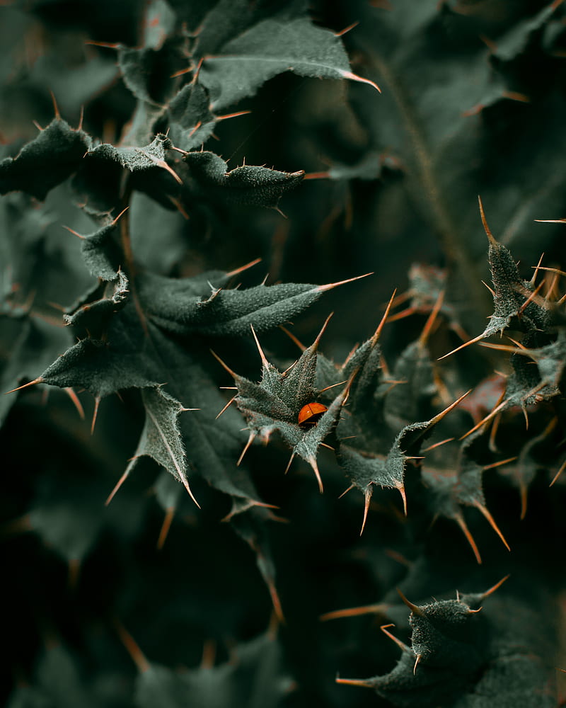 leaves, spines, ladybug, macro, HD phone wallpaper