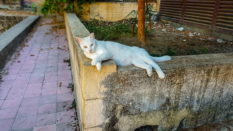 Stray Cat in Rhodes, Greece, Greece, Cats, Stray, White, Animals, HD wallpaper