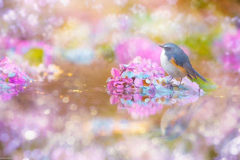 Birds, Bluebird, Bird, Flower, Hydrangea, Passerine, Reflection, Wildlife, HD wallpaper