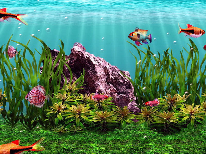 Under water, corals, colorful, grass, fish, shine, vlear, bonito, mirrored, sea, nice, bright, sun rays, reflection, light, blue, seashells, lovely, algae, under, water, nature, HD wallpaper